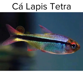Cá Lapis Tetra - Cá Thủy Sinh