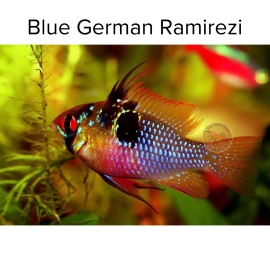 Cá Phượng Hoàng Ngũ Sắc Loại VIP - Blue German Ramirezi