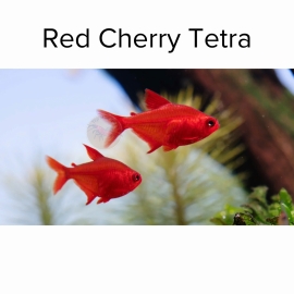 Cá Red Cherry Tetra - Hyphessobrycon sp - Cá Thủy Sinh