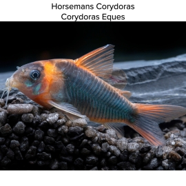 Cá Chuột Eques - Horsemans Corydoras