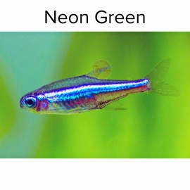 Cá Green Neon (Hoang Dã )  - Paracheirodon Simulans 