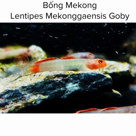Cá Bống Mekong - Lentipes Mekonggaensis Goby