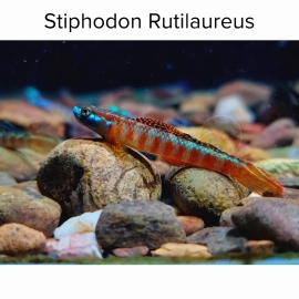 Cá Bống Ruti - Stiphodon Rutilaureus