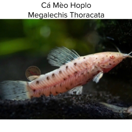 Cá Mèo Hoplo Abino -  Megalechis Thoracata