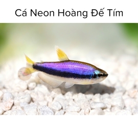 Cá Neon Hoàng Đế Tím 