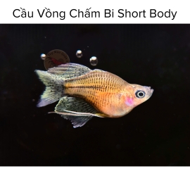 Cá Cầu Vồng Chấm Bi Short - Pseudomugil Gertrudae Short Body