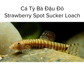 Cá Tỳ Bà Đậu Đỏ - Strawberry Spot Sucker Loach - Erromyzon sp Er02