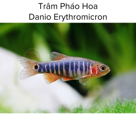 Cá Trâm Pháo Hoa - Danio Erythromicron