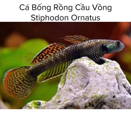 Cá Bống Rồng Cầu Vồng  - Stiphodon Ornatus
