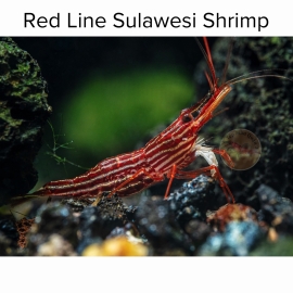 Tép Sulawesi Redline
