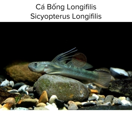 Cá Bống Longifilis - Sicyopterus Longifilis