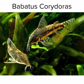 Cá Chuột Babatus - Scleromystax Barbatus (Banded corydoras)