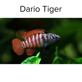 Cá Dario Tiger - Black Tiger Badis