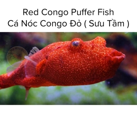 Cá Nóc Congo Đỏ - Red Congo Puffer Fish ( Sưu Tầm )