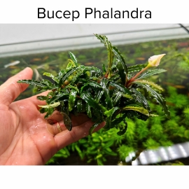 Cây Thủy Sinh  Bucep Phalandra Dạng Thanh