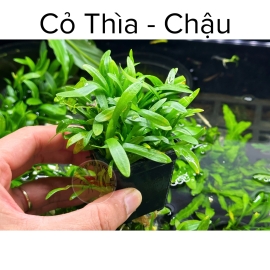 Cây Thủy SInh Cỏ Thìa Dạng Chậu - Cây Thủy Sinh Không Co2