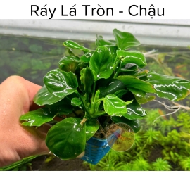 Cây Thủy Sinh Ráy Lá Tròn - Cây Thủy Sinh Không Co2