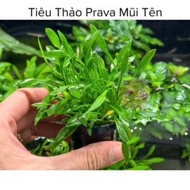 Cây Thủy Sinh Tiêu Thảo Prava Mũi Tên - Cây Thủy Sinh Không Co2