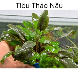 1 Bụi Tiêu Thảo Nâu Giá Thể Trang Trí Hồ Tép - Lá Nước