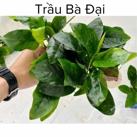 Trầu Bà Đại  - Trầu thủy sinh - Tép Màu Quận 3