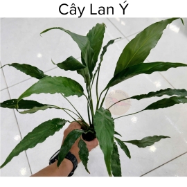 Cây Thủy Sinh Lan Ý - Cây Thủy Sinh Không Co2