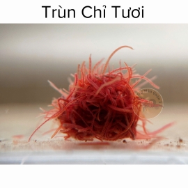 Trùn Chỉ Tươi- Limnodrilus Hoffmeisteri - Thức Ăn Tươi Siêu Dinh Dưỡng Cho Cá Cảnh