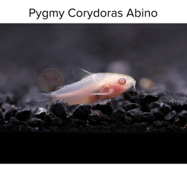 Cá Chuột Pygmy Cory Abino - Pygmy Corydoras Albino
