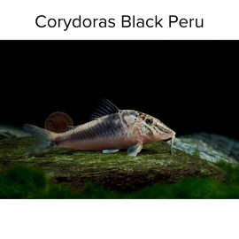 Cá Chuột Peru Mỏ Dài - Corydoras Black Peru - Corydoras Semiaquilus