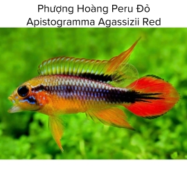 Cá Phượng Hoàng Peru Đỏ -  Apistogramma Agassizii Red 