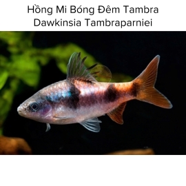 Cá Hồng Mi Bóng Đêm Tambra - Dawkinsia Tambraparniei