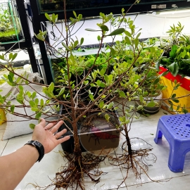 Cây Thủy Sinh Cóc Trắng -  Lumnitzera Littorea ( Đã Có Rễ Nước )