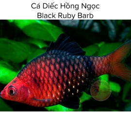 Cá Diếc Hồng Ngọc - Black Ruby Barb - Pethia Nigrofasciata