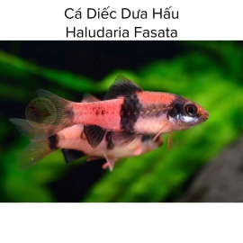 Cá Diếc Dưa Hấu - Haludaria Fasata