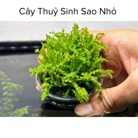 Cây Thủy Sinh Sao Nhỏ - Tiền Cảnh - Pogostemon Helferi