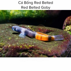 Cá Bống Red Belted - Red Belted Goby 