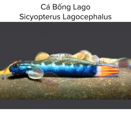 Cá Bống Lago - Sicyopterus Lagocephalus