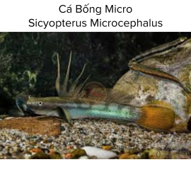 Cá Bống Micro - Sicyopterus Microcephalus