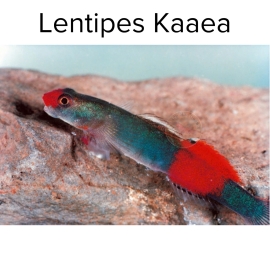 Cá Bống Kaaea - Lentipes Kaaea