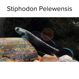 Cá Bống Pelewensis - Stiphodon Pelewensis