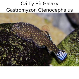 Cá Tỳ Bà Galaxy - Gastromyzon Ctenocephalus