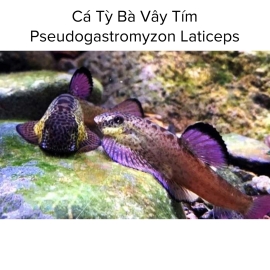 Cá Tỳ Bà Vây Tím - Pseudogastromyzon Laticeps