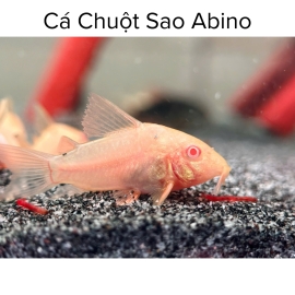 Cá Chuột Sao Abino - Corydoras Sterbai Albino