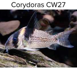 Cá Chuột CW27 - Corydoras CW27