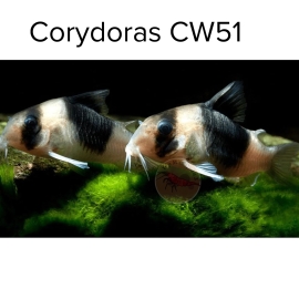 Cá Chuột CW51 - Corydoras CW51