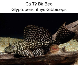 Cá Tỳ Bà Beo - Glyptoperichthys Gibbiceps
