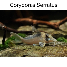 Cá Chuột Serratus - Corydoras Serratus
