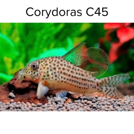 Cá Chuột C45 - Corydoras C45 - Corydoras Araguaiaensis