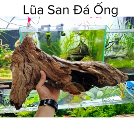 Lũa Ống San Đá - Lũa Thủy Sinh - Tép Màu Quận 3