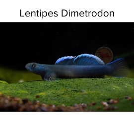 Cá Bống Dimetrodon - Lentipes Dimetrodon