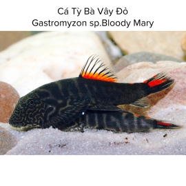 Cá Tỳ Bà Vây Đỏ - Gastromyzon sp.Bloody Mary
